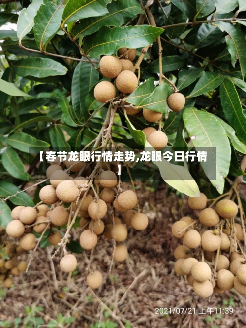 【春节龙眼行情走势,龙眼今日行情】