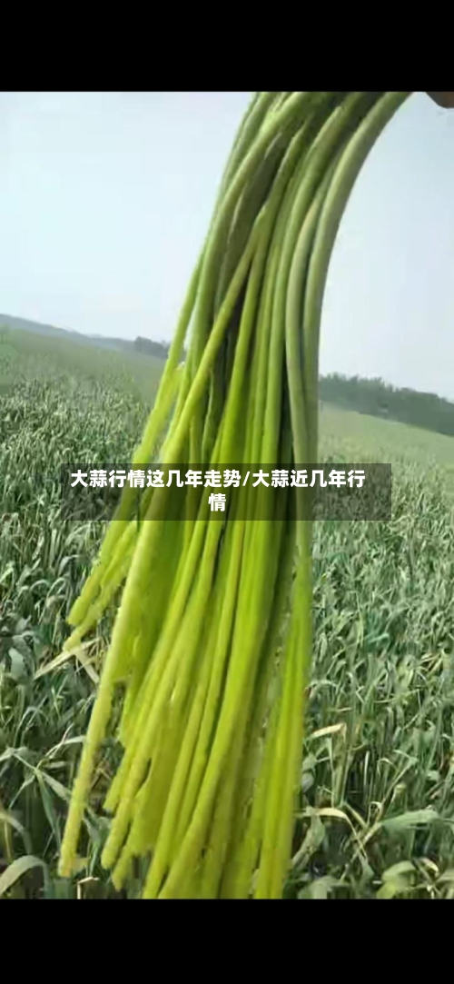 大蒜行情这几年走势/大蒜近几年行情