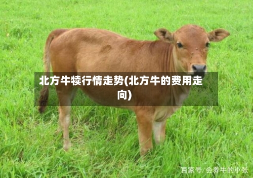 北方牛犊行情走势(北方牛的费用走向)