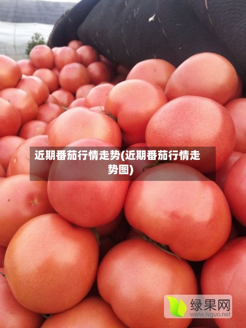 近期番茄行情走势(近期番茄行情走势图)