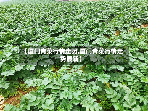 【厦门青菜行情走势,厦门青菜行情走势最新】