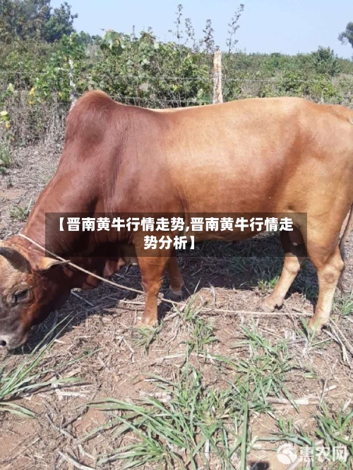 【晋南黄牛行情走势,晋南黄牛行情走势分析】