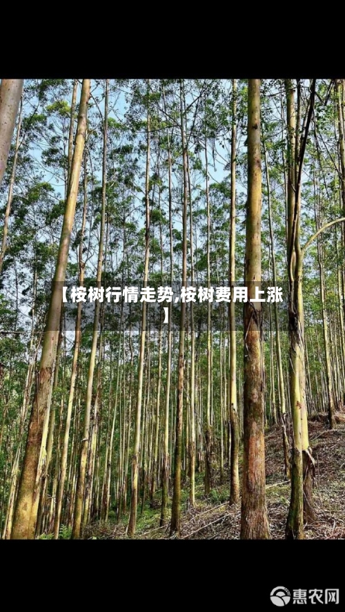 【桉树行情走势,桉树费用上涨】