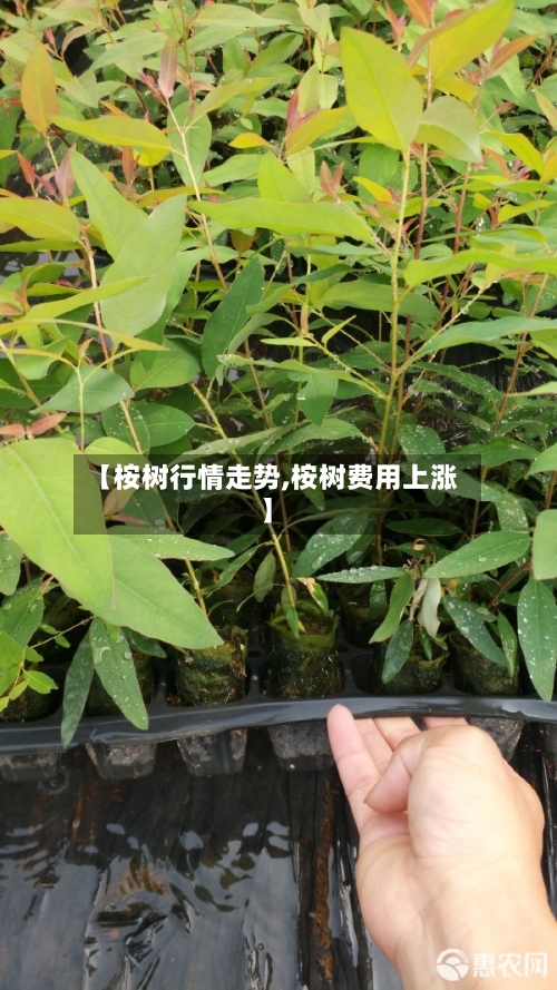 【桉树行情走势,桉树费用上涨】