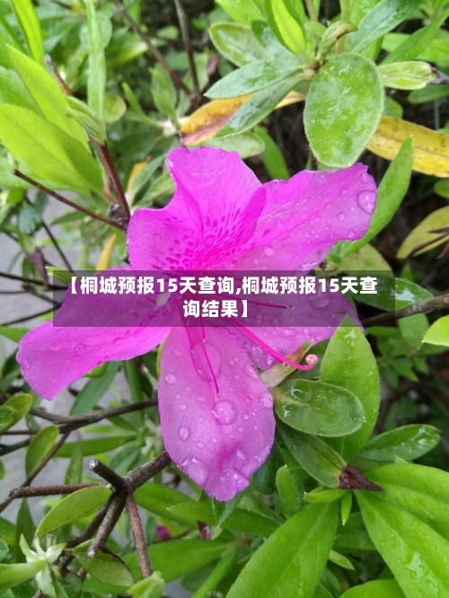 【桐城预报15天查询,桐城预报15天查询结果】