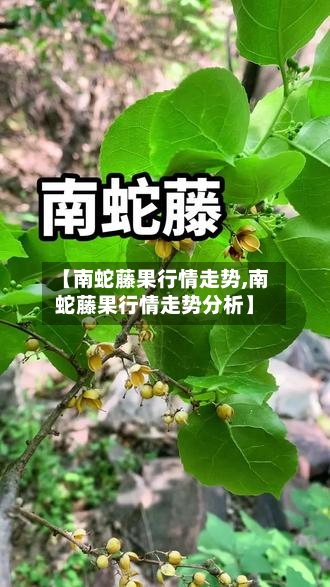 【南蛇藤果行情走势,南蛇藤果行情走势分析】