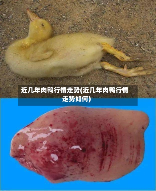 近几年肉鸭行情走势(近几年肉鸭行情走势如何)