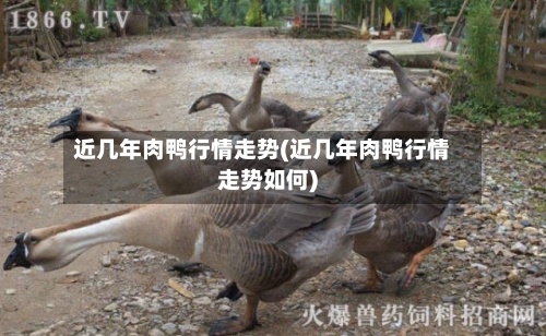 近几年肉鸭行情走势(近几年肉鸭行情走势如何)
