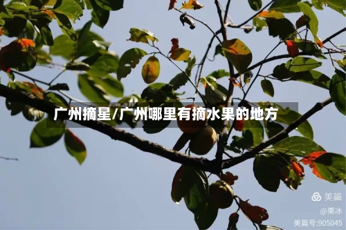 广州摘星/广州哪里有摘水果的地方