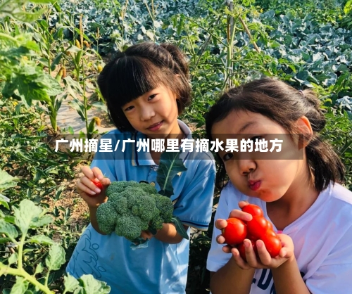 广州摘星/广州哪里有摘水果的地方