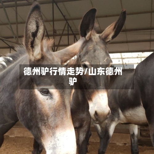 德州驴行情走势/山东德州驴