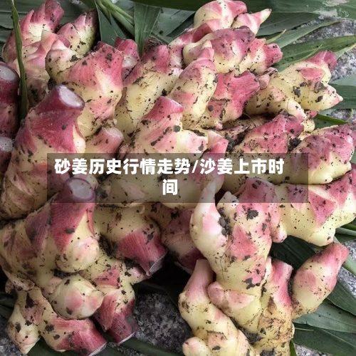砂姜历史行情走势/沙姜上市时间