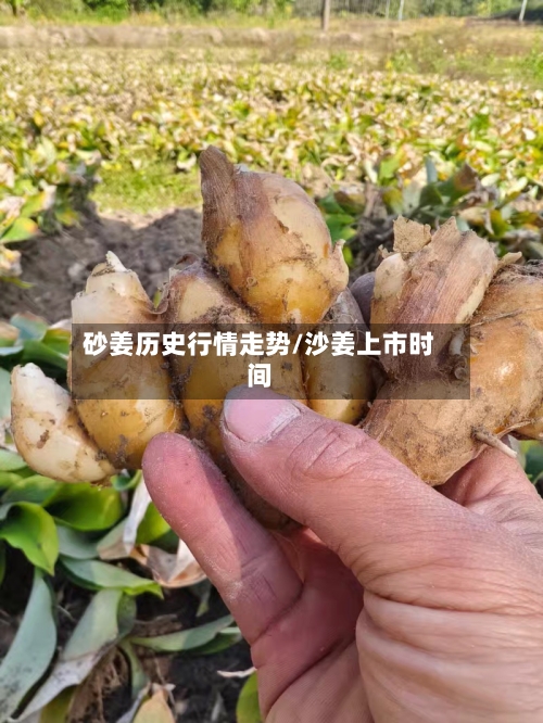 砂姜历史行情走势/沙姜上市时间