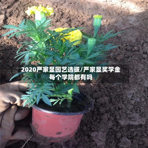 2020严家显园艺选拔/严家显奖学金每个学院都有吗