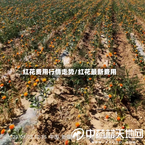 红花费用行情走势/红花最新费用
