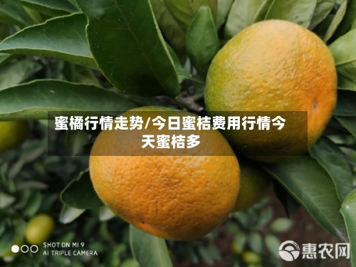 蜜橘行情走势/今日蜜桔费用行情今天蜜桔多