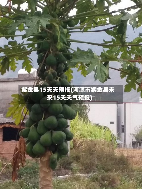 紫金县15天天预报(河源市紫金县未来15天天气预报)