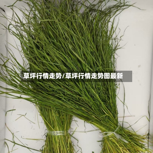 草坪行情走势/草坪行情走势图最新