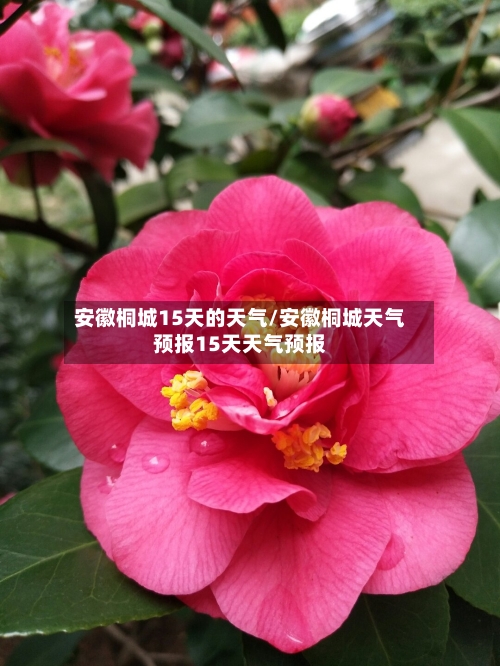 安徽桐城15天的天气/安徽桐城天气预报15天天气预报