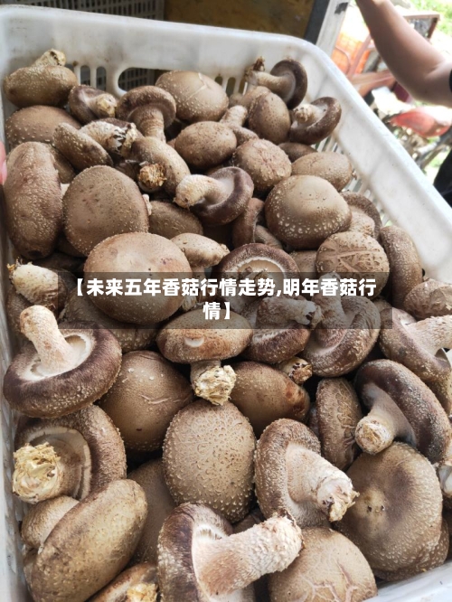 【未来五年香菇行情走势,明年香菇行情】