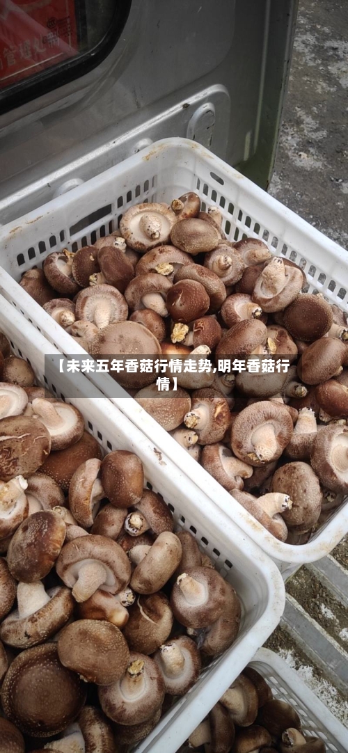 【未来五年香菇行情走势,明年香菇行情】