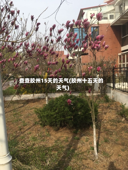 查查胶州15天的天气(胶州十五天的天气)