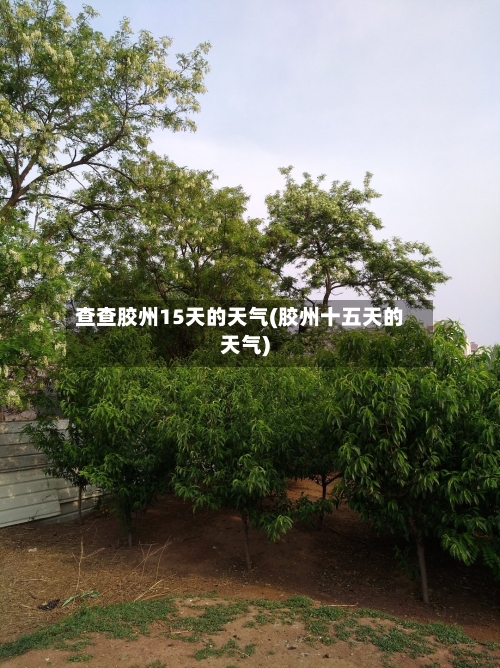查查胶州15天的天气(胶州十五天的天气)