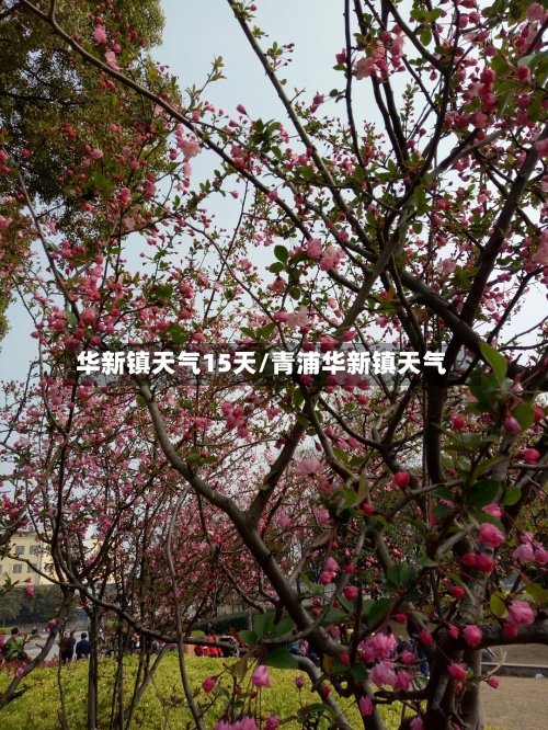华新镇天气15天/青浦华新镇天气