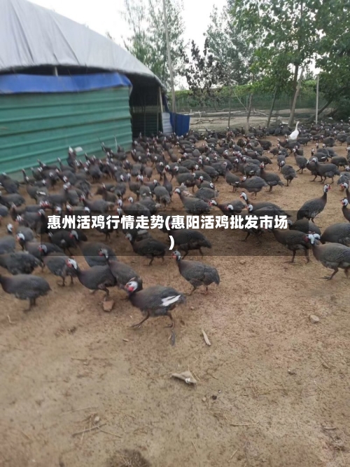 惠州活鸡行情走势(惠阳活鸡批发市场)