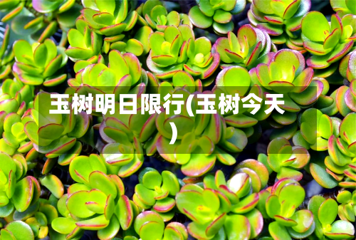 玉树明日限行(玉树今天)