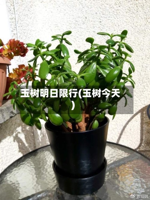 玉树明日限行(玉树今天)