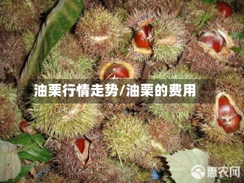 油栗行情走势/油栗的费用