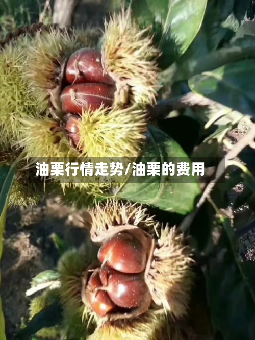 油栗行情走势/油栗的费用