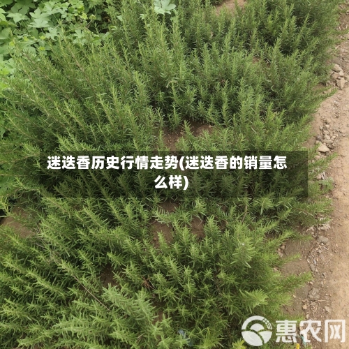 迷迭香历史行情走势(迷迭香的销量怎么样)