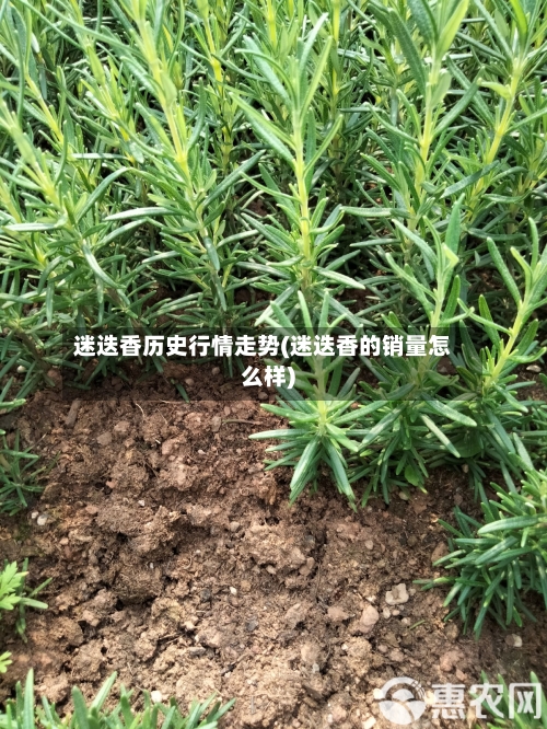 迷迭香历史行情走势(迷迭香的销量怎么样)