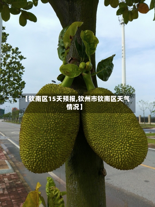 【钦南区15天预报,钦州市钦南区天气情况】