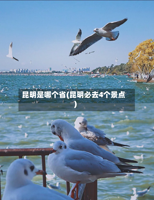 昆明是哪个省(昆明必去4个景点)