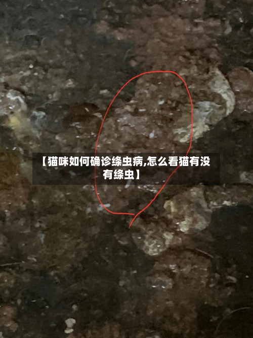 【猫咪如何确诊绦虫病,怎么看猫有没有绦虫】