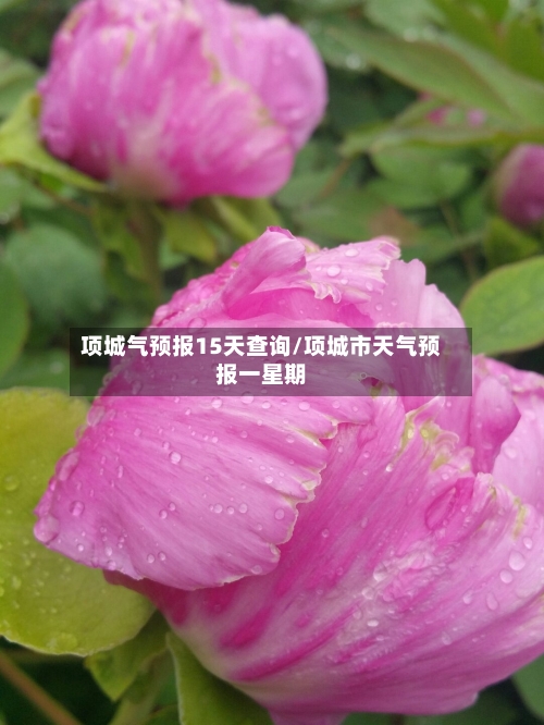 项城气预报15天查询/项城市天气预报一星期