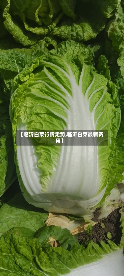 【临沂白菜行情走势,临沂白菜最新费用】