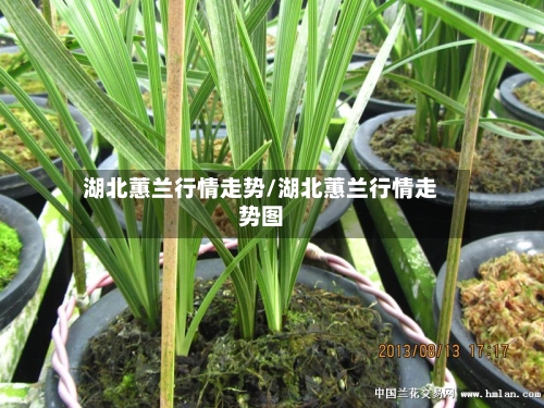 湖北蕙兰行情走势/湖北蕙兰行情走势图