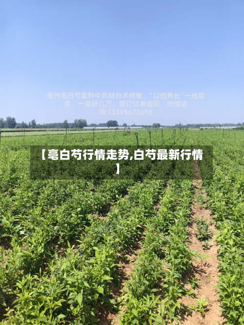 【亳白芍行情走势,白芍最新行情】