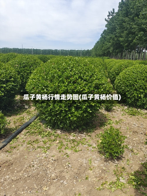 瓜子黄杨行情走势图(瓜子黄杨价值)