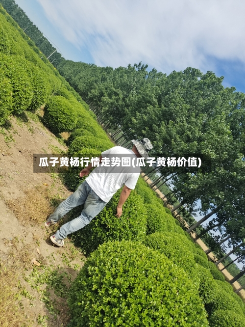 瓜子黄杨行情走势图(瓜子黄杨价值)