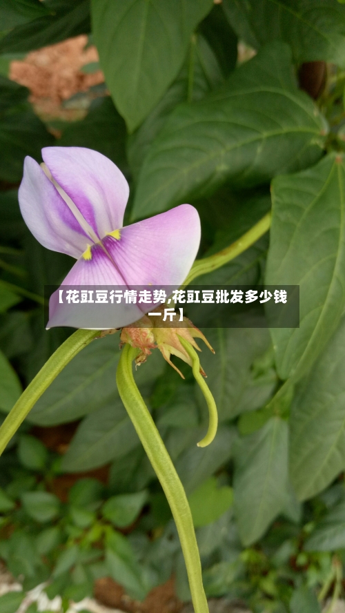【花豇豆行情走势,花豇豆批发多少钱一斤】