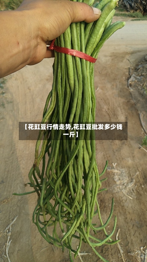 【花豇豆行情走势,花豇豆批发多少钱一斤】