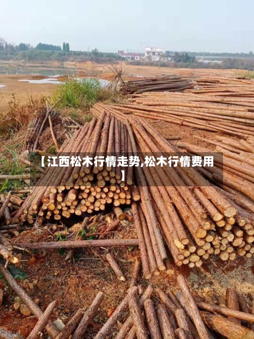 【江西松木行情走势,松木行情费用】