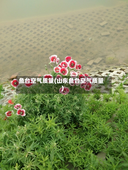鱼台空气质量(山东鱼台空气质量)