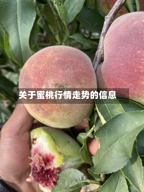 关于蜜桃行情走势的信息