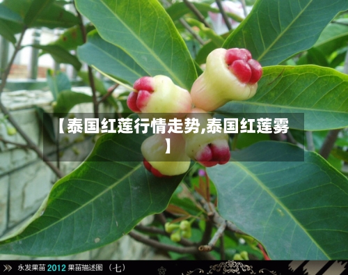 【泰国红莲行情走势,泰国红莲雾】